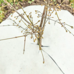 Mulchscheiben, ∅ 25 Cm -Deutschland Samen Kraft Verkaufs-Shop andermatt biogarten mulchscheiben 60 cm 1683270 de