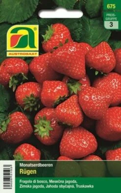 Deutschland Samen Kraft Verkaufs-Shop -Deutschland Samen Kraft Verkaufs-Shop austrosaat monatserdbeeren ruegen 1 paket 1676546 de