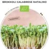 Bio Keimsprossen Brokkoli „Calabrese Natalino“ -Deutschland Samen Kraft Verkaufs-Shop bionana bio keimsprossen brokkoli calabrese natalino 1 paket 1695262 de