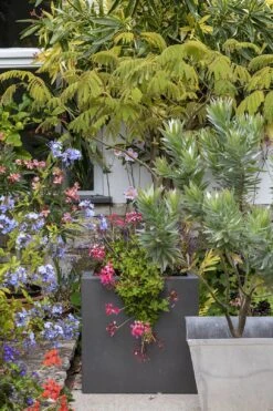 Jätfinger Für Pflanzgefäße -Deutschland Samen Kraft Verkaufs-Shop burgon ball jaetfinger fuer pflanzgefaesse 1 k 1127236 de