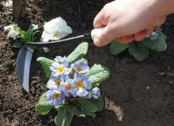 Japanische Sichel Für Rechtshänder -Deutschland Samen Kraft Verkaufs-Shop burgon ball japanische sichel fuer rechtshaender 1 st 1665927 de