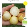 Bio Tomatillo Aurora -Deutschland Samen Kraft Verkaufs-Shop culinaris bio tomatillo aurora 1 paket 1683591 de