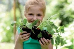 Elho Green Basics Anzuchttopf Starter Set, 10 Stück -Deutschland Samen Kraft Verkaufs-Shop elho green basics anzuchttopf starter set 1588332 de