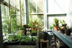 Elho Green Basics Anzuchttopf Starter Set, 10 Stück -Deutschland Samen Kraft Verkaufs-Shop elho green basics anzuchttopf starter set 1588334 de