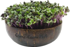 Deutschland Samen Kraft Verkaufs-Shop -Deutschland Samen Kraft Verkaufs-Shop grow grow nut microgreens nachfuellpaket asian festival 1 set 1012901 de