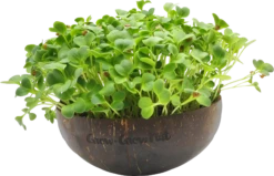 Microgreens Nachfüllpaket "Asian Festival" 10 Microgreens Nachfüllpaket "Asian Festival" -Deutschland Samen Kraft Verkaufs-Shop grow grow nut microgreens nachfuellpaket asian festival 1 set 1012908 de