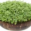 Microgreens Nachfüllpaket "Brokk 'n' Roll" -Deutschland Samen Kraft Verkaufs-Shop grow grow nut microgreens nachfuellpaket brokk n roll 1 set 1012604 de