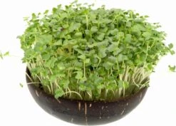 Microgreens Nachfüllpaket "Brokk 'n' Roll" -Deutschland Samen Kraft Verkaufs-Shop grow grow nut microgreens nachfuellpaket brokk n roll 1 set 1012887 de