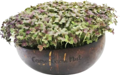Microgreens Nachfüllpaket "The Mikro Greens" -Deutschland Samen Kraft Verkaufs-Shop grow grow nut microgreens nachfuellpaket the mikro greens 1 set 1012929 de