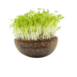 Microgreens Nachfüllpaket "The Mikro Greens" -Deutschland Samen Kraft Verkaufs-Shop grow grow nut microgreens nachfuellpaket the mikro greens 1 set 1012936 de