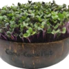 Microgreens Nachfüllpaket "The Mikro Greens" 2 Microgreens Nachfüllpaket "The Mikro Greens" -Deutschland Samen Kraft Verkaufs-Shop grow grow nut microgreens nachfuellpaket the mikro greens 1 set 1012943 de