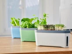 Harry Herbs Kräutertopf - Mit Haube, Weiß -Deutschland Samen Kraft Verkaufs-Shop gusta garden harry herbs kraeutertopf mit haube 1409486 de