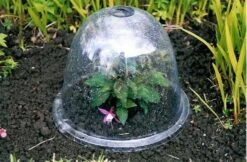 Originale Viktorianische Pflanzglocke, 3 Stück -Deutschland Samen Kraft Verkaufs-Shop haxnicks originale viktorianische pflanzglocke 1651551 de