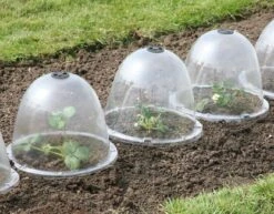 Originale Viktorianische Pflanzglocke, 3 Stück -Deutschland Samen Kraft Verkaufs-Shop haxnicks originale viktorianische pflanzglocke 3 st 1666004 de