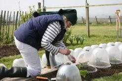 Originale Viktorianische Pflanzglocke, 3 Stück -Deutschland Samen Kraft Verkaufs-Shop haxnicks originale viktorianische pflanzglocke 3 st 1666006 de