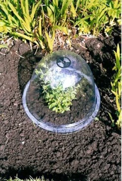 Originale Viktorianische Pflanzglocke, 3 Stück -Deutschland Samen Kraft Verkaufs-Shop haxnicks originale viktorianische pflanzglocke 3 st 1666007 de