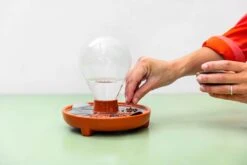 "Patella Crescenda" - Natürliches Keimset -Deutschland Samen Kraft Verkaufs-Shop house of thol patella crescenda natuerliches keimset 1541824 de