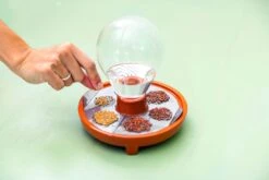 "Patella Crescenda" - Natürliches Keimset -Deutschland Samen Kraft Verkaufs-Shop house of thol patella crescenda natuerliches keimset 1541828 de