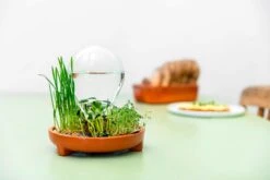 "Patella Crescenda" - Natürliches Keimset -Deutschland Samen Kraft Verkaufs-Shop house of thol patella crescenda natuerliches keimset 1541860 de