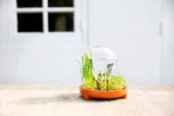 "Patella Crescenda" - Natürliches Keimset -Deutschland Samen Kraft Verkaufs-Shop house of thol patella crescenda natuerliches keimset 1541864 de