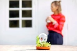 "Patella Crescenda" - Natürliches Keimset -Deutschland Samen Kraft Verkaufs-Shop house of thol patella crescenda natuerliches keimset 1541868 de