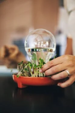 "Patella Crescenda" - Natürliches Keimset -Deutschland Samen Kraft Verkaufs-Shop house of thol patella crescenda natuerliches keimset 1541892 de