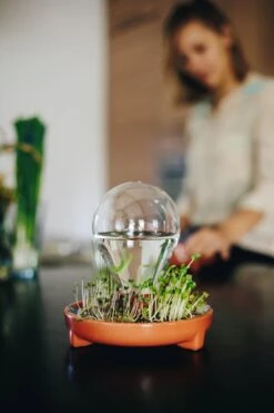 "Patella Crescenda" - Natürliches Keimset -Deutschland Samen Kraft Verkaufs-Shop house of thol patella crescenda natuerliches keimset 1541926 de