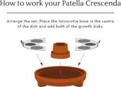 "Patella Crescenda" - Natürliches Keimset -Deutschland Samen Kraft Verkaufs-Shop house of thol patella crescenda natuerliches keimset 1682822 de