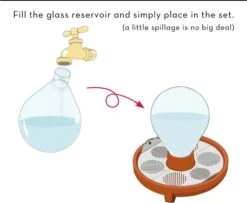 "Patella Crescenda" - Natürliches Keimset -Deutschland Samen Kraft Verkaufs-Shop house of thol patella crescenda natuerliches keimset 1682823 de