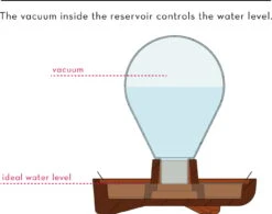 "Patella Crescenda" - Natürliches Keimset -Deutschland Samen Kraft Verkaufs-Shop house of thol patella crescenda natuerliches keimset 1682824 de