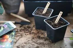 Anzuchttopf Kunststoff 7 Cm, 25 Stück -Deutschland Samen Kraft Verkaufs-Shop nelson garden anzuchttopf kunststoff 7 cm 1460092 de