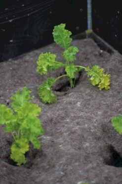 Vlies Aus Wolle, 120x80 Cm -Deutschland Samen Kraft Verkaufs-Shop nelson garden vlies aus wolle 1459616 de