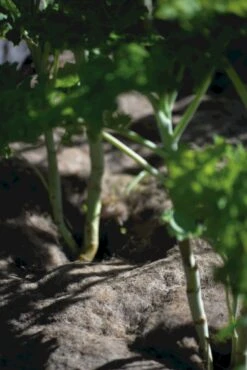 Vlies Aus Wolle, 120x80 Cm -Deutschland Samen Kraft Verkaufs-Shop nelson garden vlies aus wolle 1459663 de