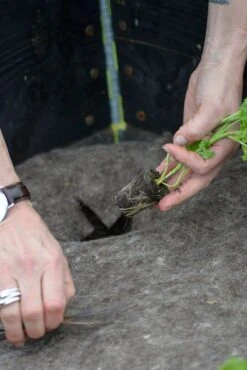 Vlies Aus Wolle, 120x80 Cm -Deutschland Samen Kraft Verkaufs-Shop nelson garden vlies aus wolle 1681253 de