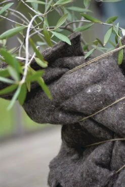 Winterschutz Wollmatte -Deutschland Samen Kraft Verkaufs-Shop nelson garden winterschutz wollmatte 1459912 de