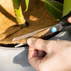 Kokosmulchscheiben Winterschutz 12 Kokosmulchscheiben Winterschutz -Deutschland Samen Kraft Verkaufs-Shop own grown kokosmulchscheiben winterschutz 1 paket 1684401 de