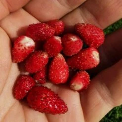 Saatgut "Balkonerdbeere" -Deutschland Samen Kraft Verkaufs-Shop own grown saatgut balkonerdbeere 1682779 de