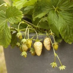 Deutschland Samen Kraft Verkaufs-Shop -Deutschland Samen Kraft Verkaufs-Shop own grown saatgut weisse erdbeere 1525943 de