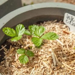 Saatgut "Weiße Erdbeere" -Deutschland Samen Kraft Verkaufs-Shop own grown saatgut weisse erdbeere 1525953 de