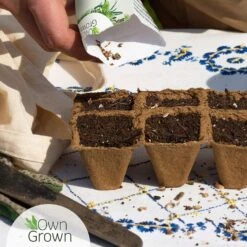 Saatgut "Weiße Erdbeere" -Deutschland Samen Kraft Verkaufs-Shop own grown saatgut weisse erdbeere 1525961 de