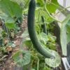 Gurkenmelone "Armenian Green" -Deutschland Samen Kraft Verkaufs-Shop reinsaat gurkenmelone armenian green 1683489 de
