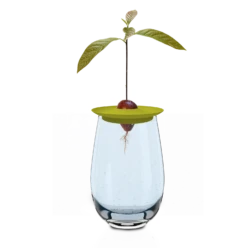 Avocado Kit Für Die Anzucht -Deutschland Samen Kraft Verkaufs-Shop romberg avocado kit fuer die anzucht 1 stk 1045786 de