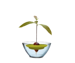 Avocado Kit Für Die Anzucht -Deutschland Samen Kraft Verkaufs-Shop romberg avocado kit fuer die anzucht 1 stk 1045793 de