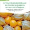 Bio Andenbeere "Physalis Schönbrunner Gold" -Deutschland Samen Kraft Verkaufs-Shop sativa bio andenbeere physalis schoenbrunner gold 1 paket 1672137 de