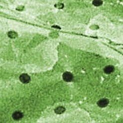 Windhager Folien-Tunnel Komplett Set -Deutschland Samen Kraft Verkaufs-Shop windhager folien tunnel komplett set 1 set 1670511 de