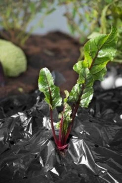 Windhager Mulch-Folie -Deutschland Samen Kraft Verkaufs-Shop windhager mulch folie 1 st 1670528 de