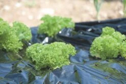 Windhager Mulch-Folie -Deutschland Samen Kraft Verkaufs-Shop windhager mulch folie 1 stk 761717 de