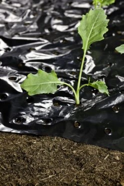 Windhager Mulch-Folie -Deutschland Samen Kraft Verkaufs-Shop windhager mulch folie 1 stk 761727 de