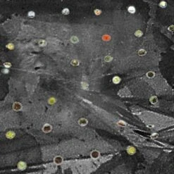 Windhager Unkraut- & Erdbeer-Folie -Deutschland Samen Kraft Verkaufs-Shop windhager unkraut erdbeer folie 1 st 1670533 de