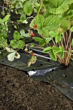 Windhager Unkraut- & Erdbeer-Folie -Deutschland Samen Kraft Verkaufs-Shop windhager unkraut erdbeer folie 1 stk 761757 de